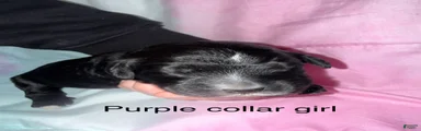 Purple collar girl