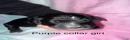 Mixed Breed dogs for sale: Purple collar girl - Ad 1