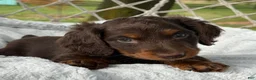 Miniature Dachshund dogs for sale: Benny - Ad 4