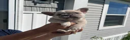 French Bulldog dogs for sale: French Bulldog 3 - Ad 3