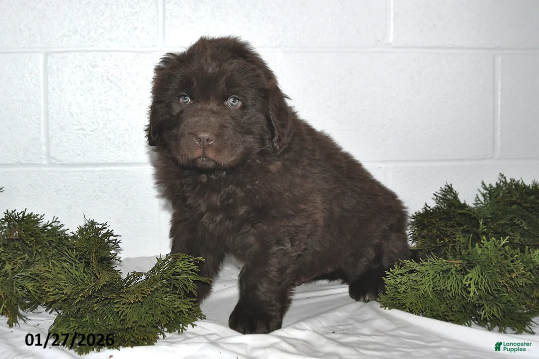 Newfoundland dogs for sale: Nicholas - Ad 1