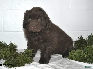 Newfoundland dogs Nicholas - Ad 6