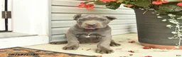 Cane Corso dogs for sale: Lucy  - Ad 2