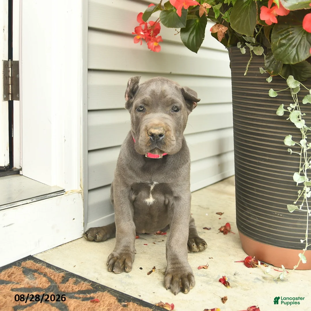 Cane Corso dogs for sale: Lucy  - Ad 2