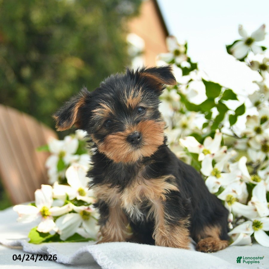 Yorkshire Terrier dogs Magnolia  - Ad 1