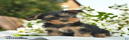 Yorkshire Terrier dogs for sale: Magnolia  - Ad 1