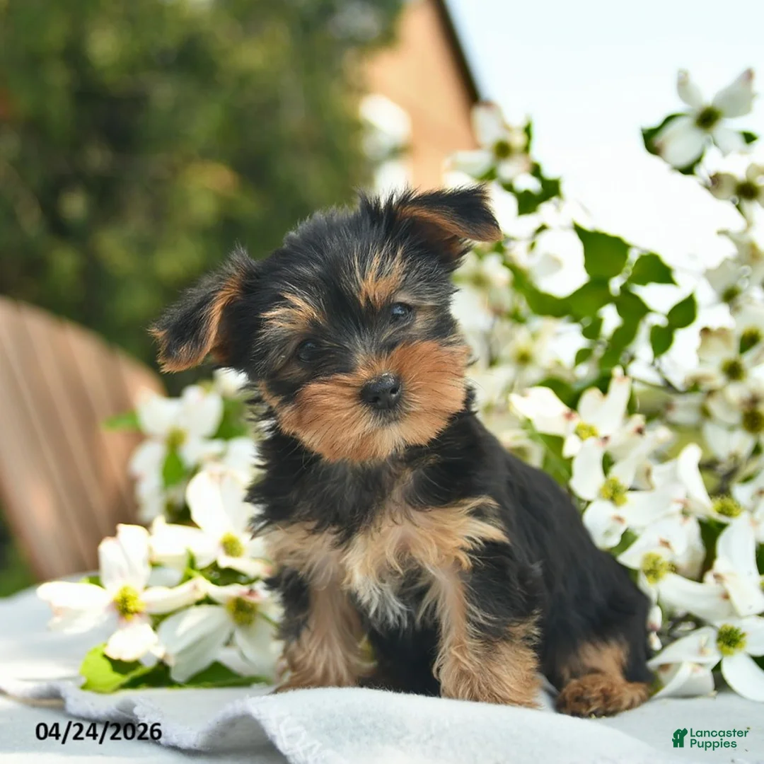 Yorkshire Terrier dogs for sale: Magnolia  - Ad 1