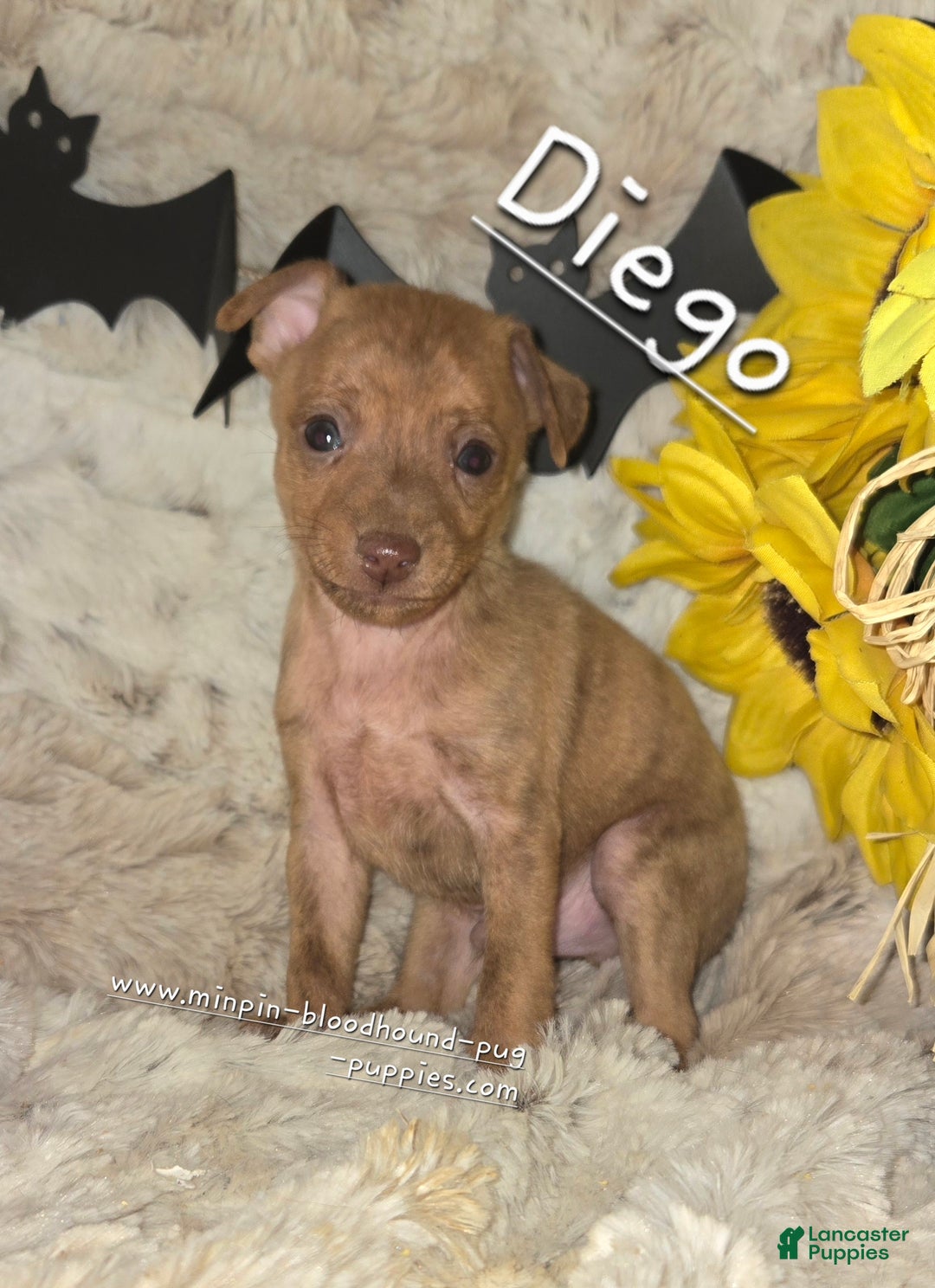 Miniature Pinscher dogs for sale: Diego stag chocolate brindle  - Ad 1
