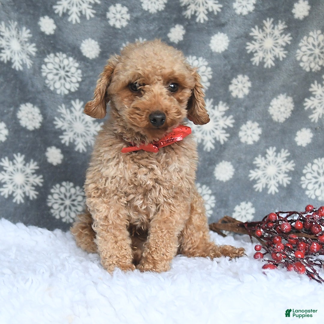 Toy Poodle dogs for sale: Hershey - Ad 7