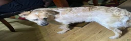 Mixed Breed dogs for sale: Mixed Breed 1 - Ad 6