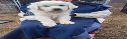 Great Pyrenees dogs for sale: Jacques - Ad 1