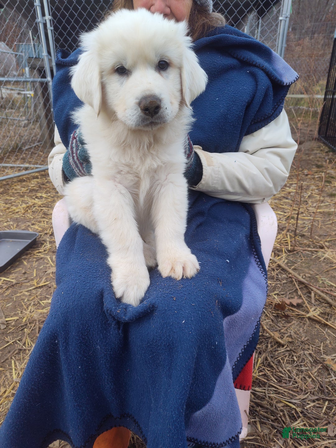 Great Pyrenees dogs for sale: Jacques - Ad 1
