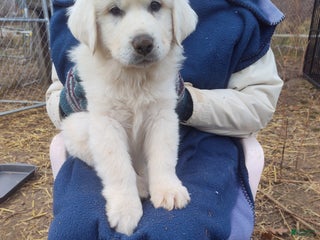 Great Pyrenees dogs Jacques - Ad 16
