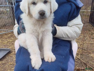 Great Pyrenees dogs Jacques - Ad 26