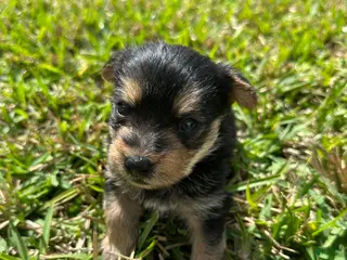 Mixed Breed dogs Yorkie 1 - Ad 33