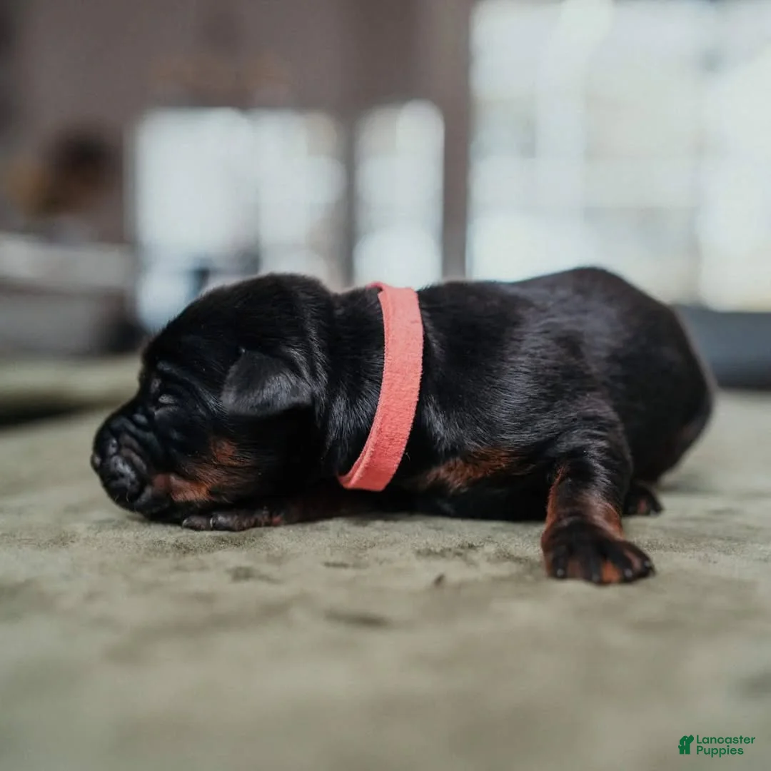 Doberman Pinscher dogs for sale: Titan Bones Royal Majesty  - Ad 2