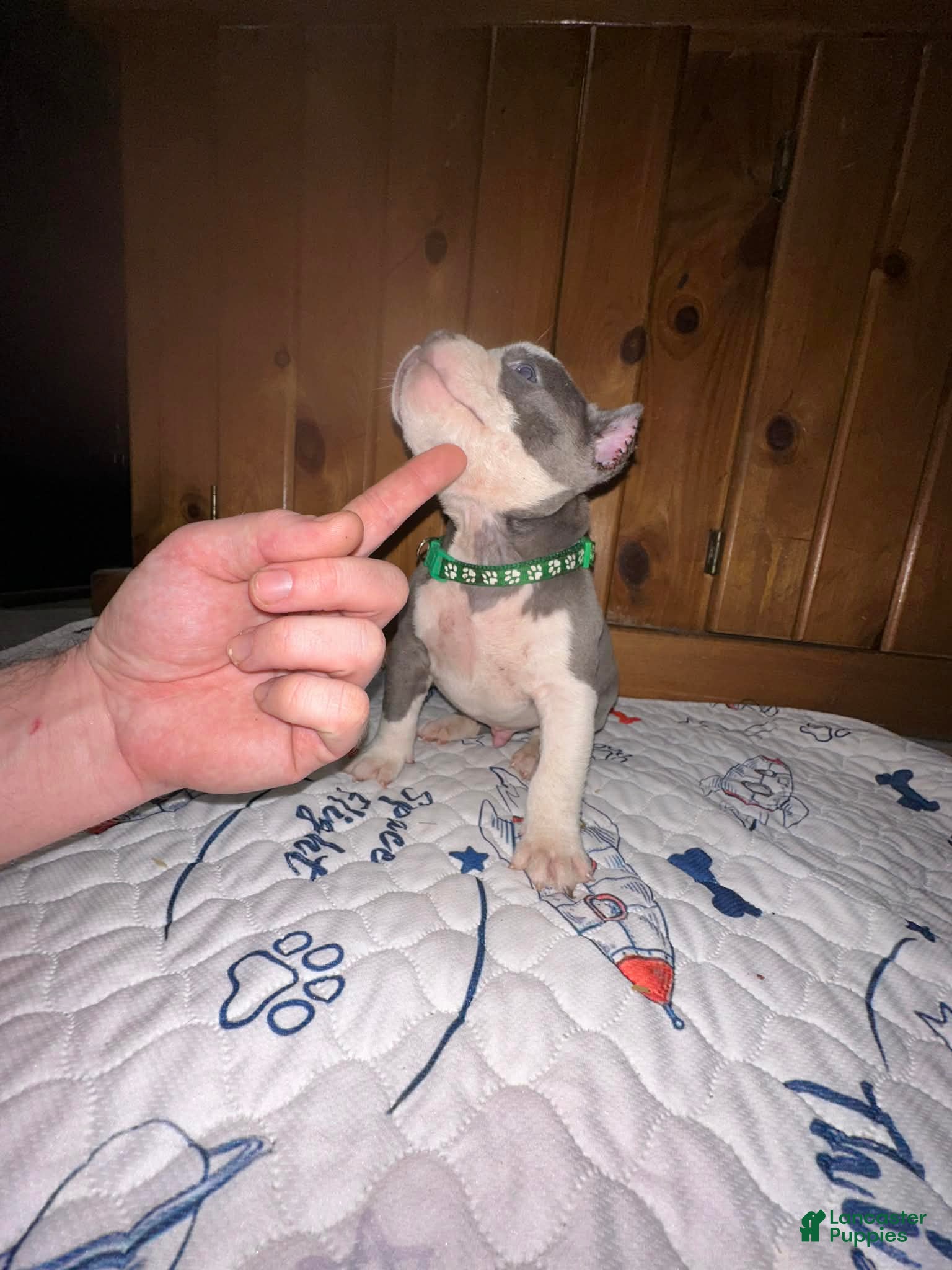 American Bully dogs American Bully Puppy 3 - Ad 18