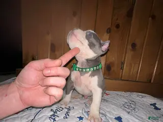 American Bully dogs American Bully Puppy 3 - Ad 18