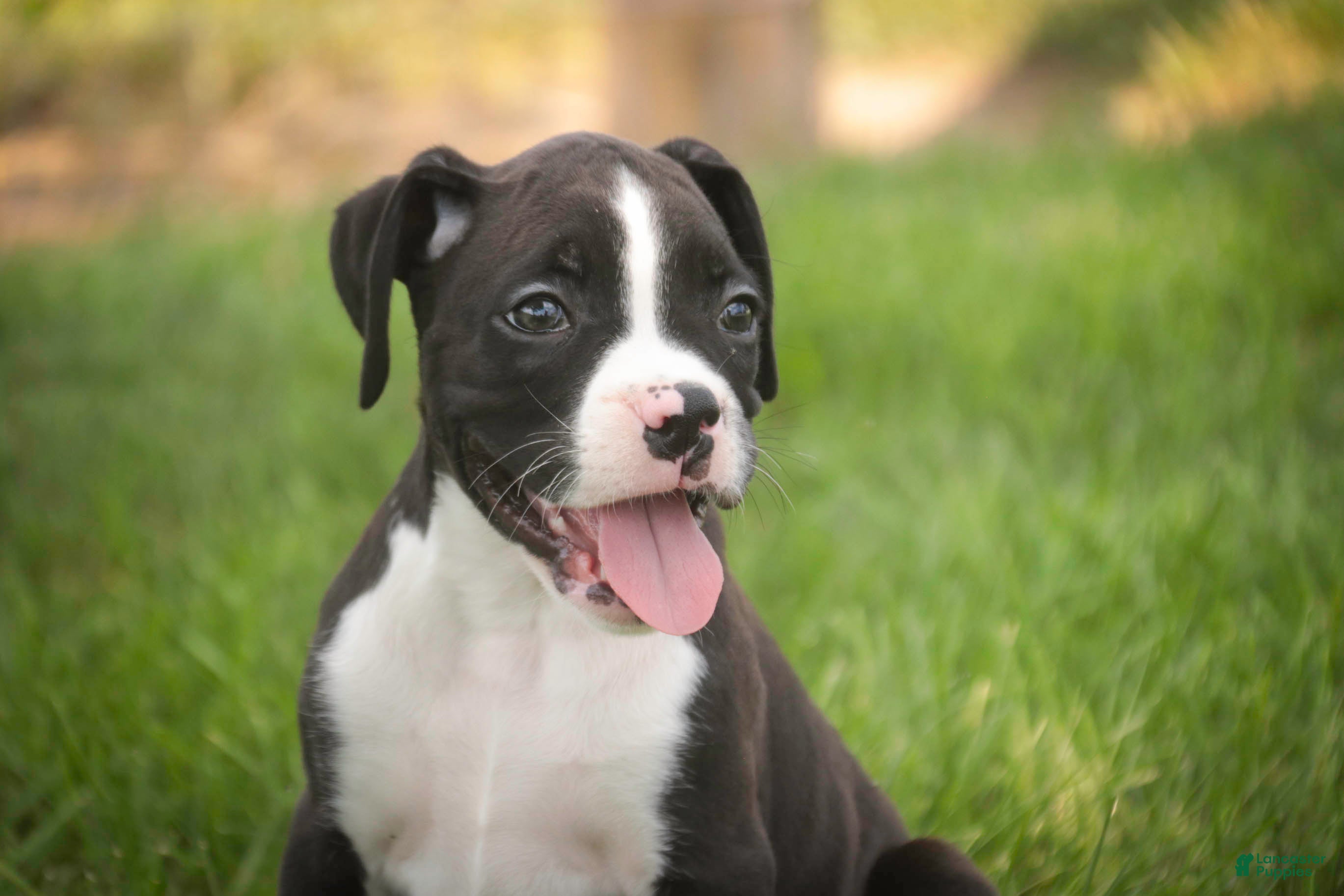 Boxer dogs Prince - Ad 2