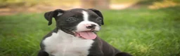 Boxer dogs for sale: Prince - Ad 2