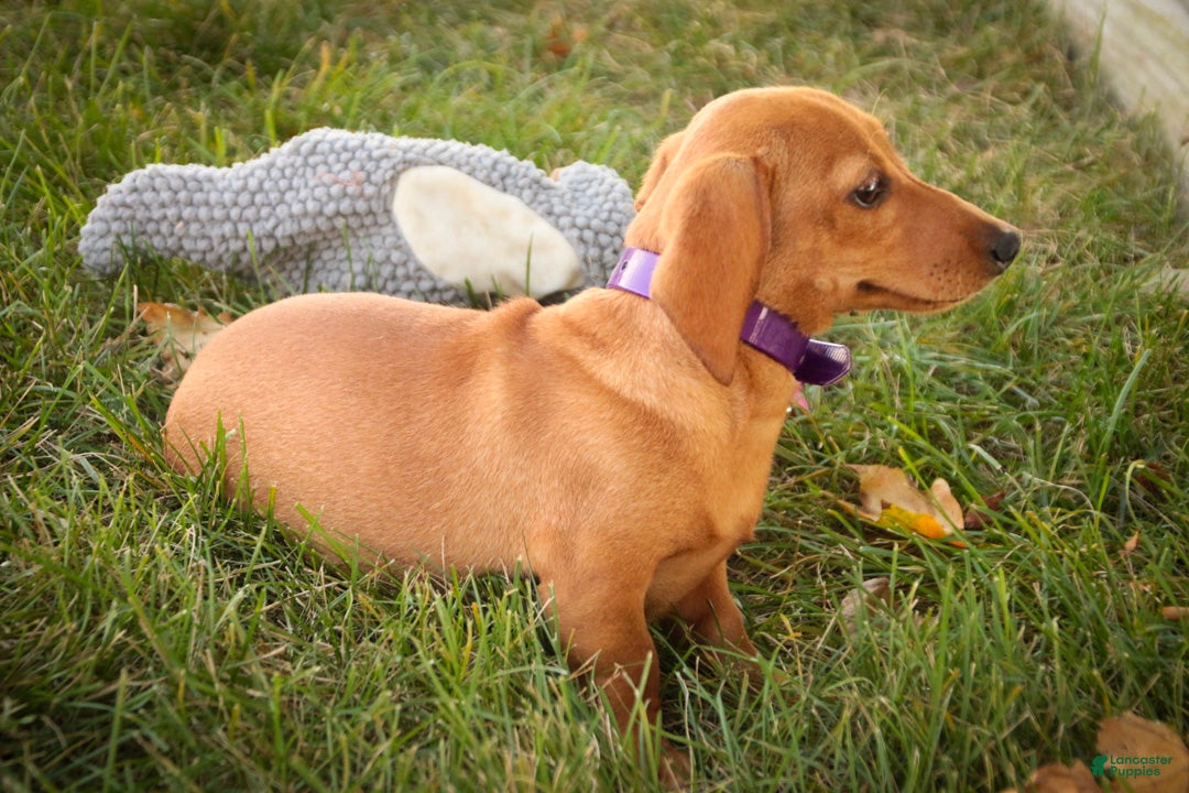Miniature Dachshund dogs Clifford Miniature Dachshund  - Ad 2