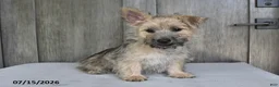 Cairn Terrier dogs for sale: Alex - Ad 1