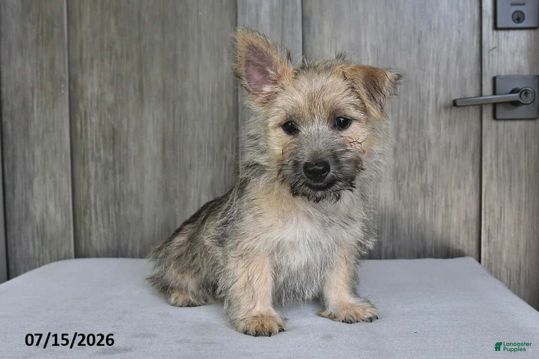 Cairn Terrier dogs for sale: Alex - Ad 1