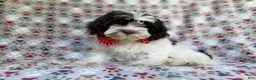 Shihpoo dogs for sale: Asher - Ad 3