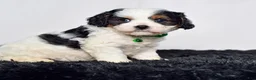 Cavapoo dogs for sale: Mr. Dallas - Ad 9