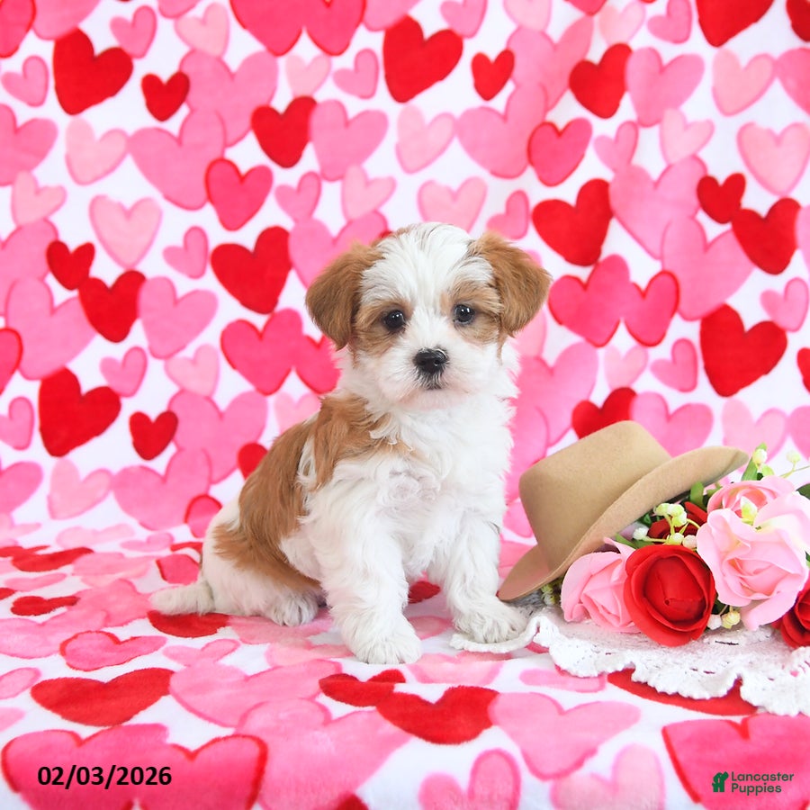 Shorkie dogs Sweetie - Ad 4