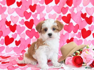 Shorkie dogs Sweetie - Ad 4