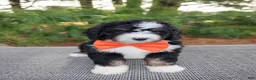 Bernedoodle dogs for sale: Zeke - Ad 2