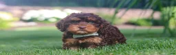 Cockapoo dogs for sale: Seth - Ad 4