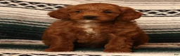 Mini Goldendoodle dogs for sale: Miles - Ad 3
