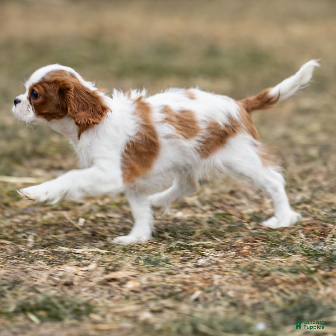 Cavalier King Charles Spaniel dogs for sale: Zelda - Ad 5