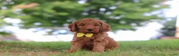 Mini Goldendoodle dogs for sale: Gizmo - Ad 2