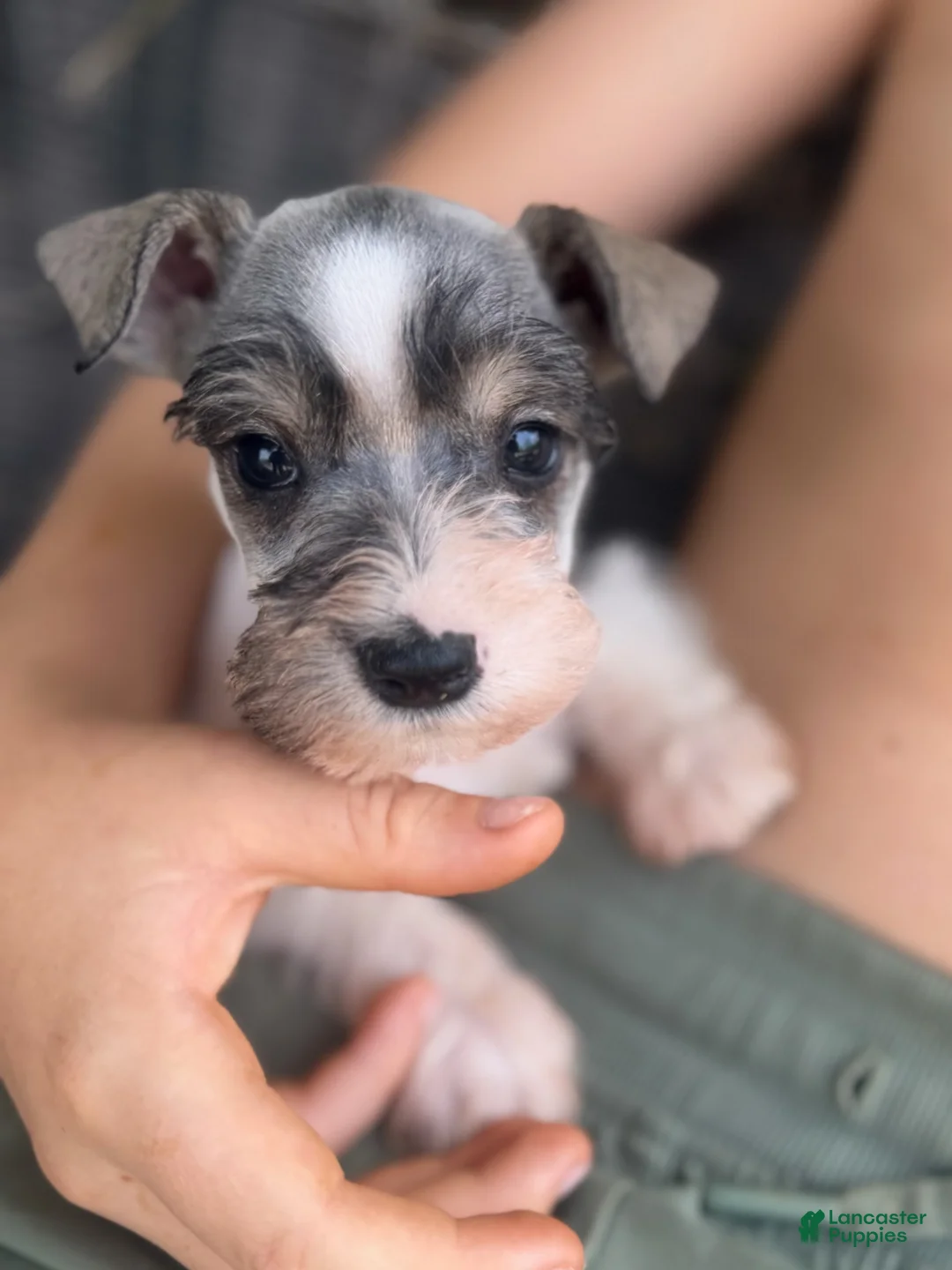 Miniature Schnauzer dogs for sale: Nathan - Ad 1