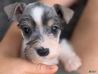 Miniature Schnauzer dogs Nathan - Ad 3