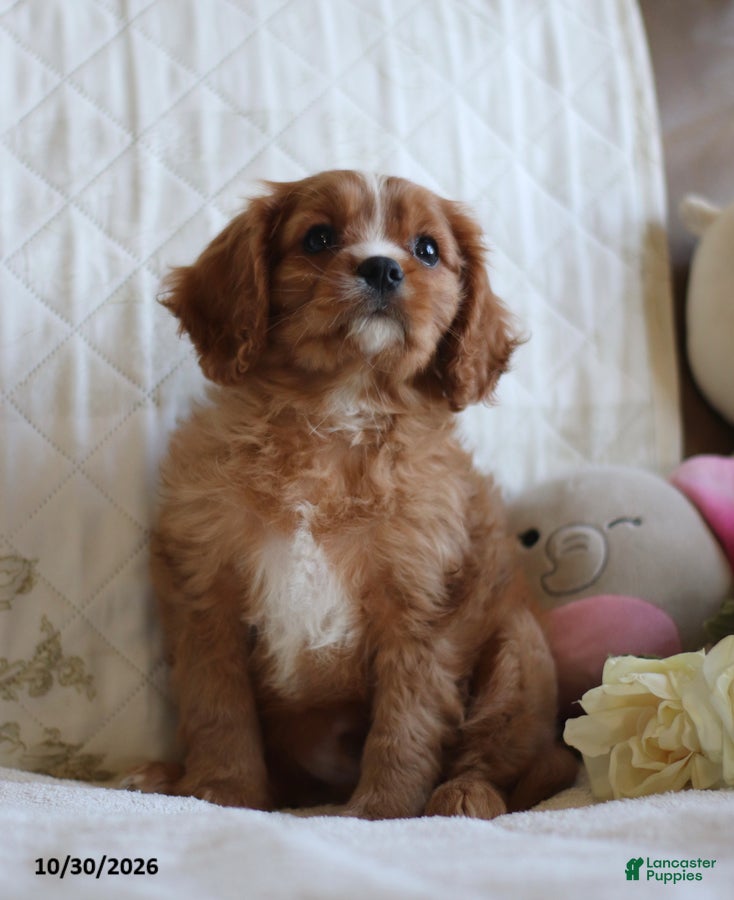 Cavalier King Charles Spaniel dogs for sale: Otis - Ad 2