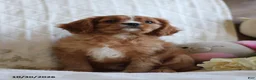 Cavalier King Charles Spaniel dogs for sale: Otis - Ad 2