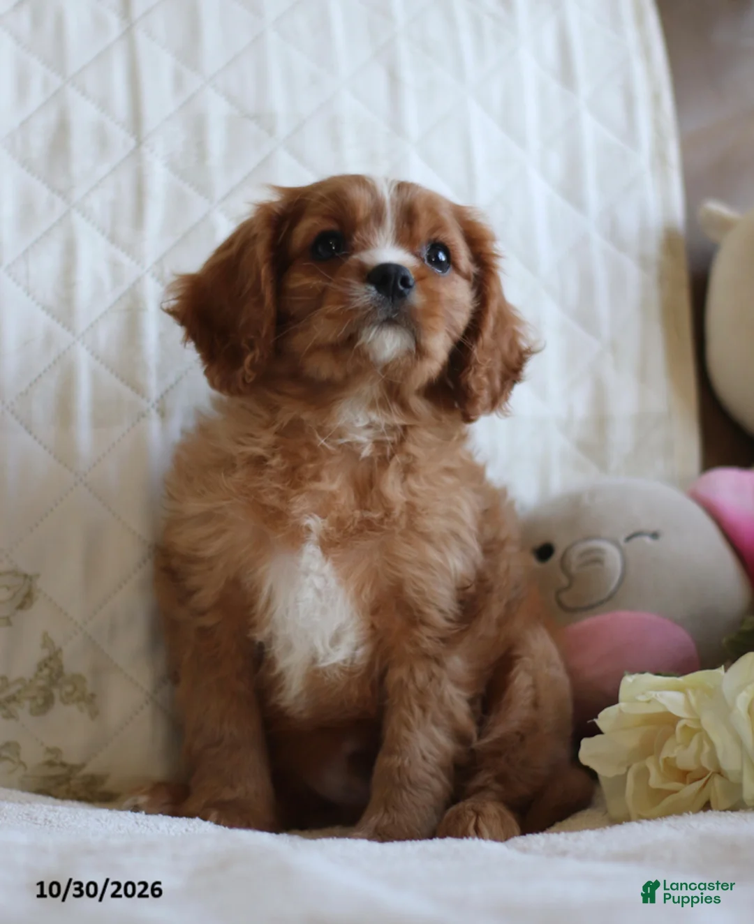 Cavalier King Charles Spaniel dogs for sale: Otis - Ad 2