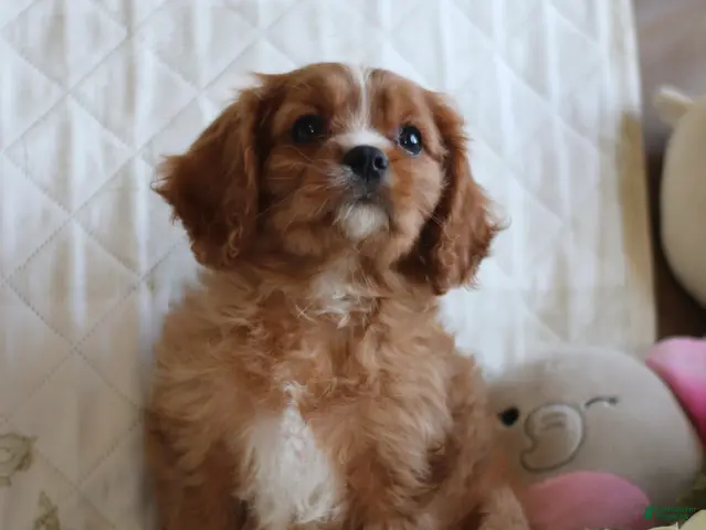 Cavalier King Charles Spaniel dogs for sale: Otis - Ad 2