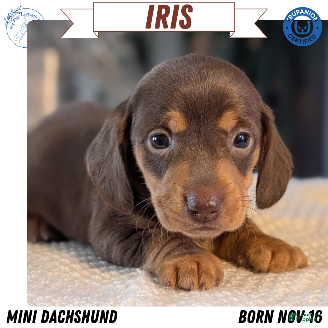 Miniature Dachshund dogs for sale: Iris - Ad 1