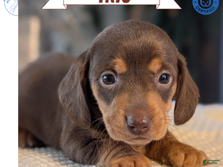 Miniature Dachshund dogs Iris - Ad 1