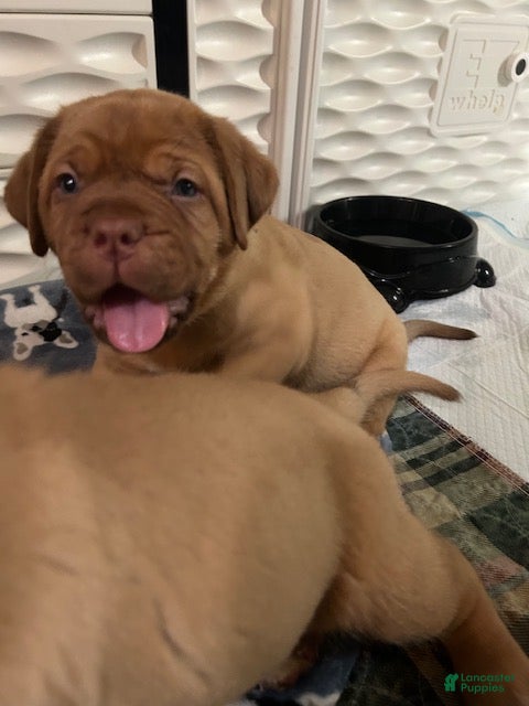 Dogue De Bordeaux dogs Dogue De Bordeaux 5 - Ad 2