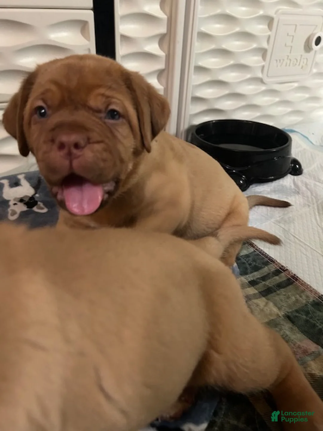Dogue De Bordeaux dogs for sale: Dogue De Bordeaux 5 - Ad 2
