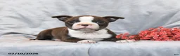 Boston Terrier dogs for sale: Minnie - Ad 3