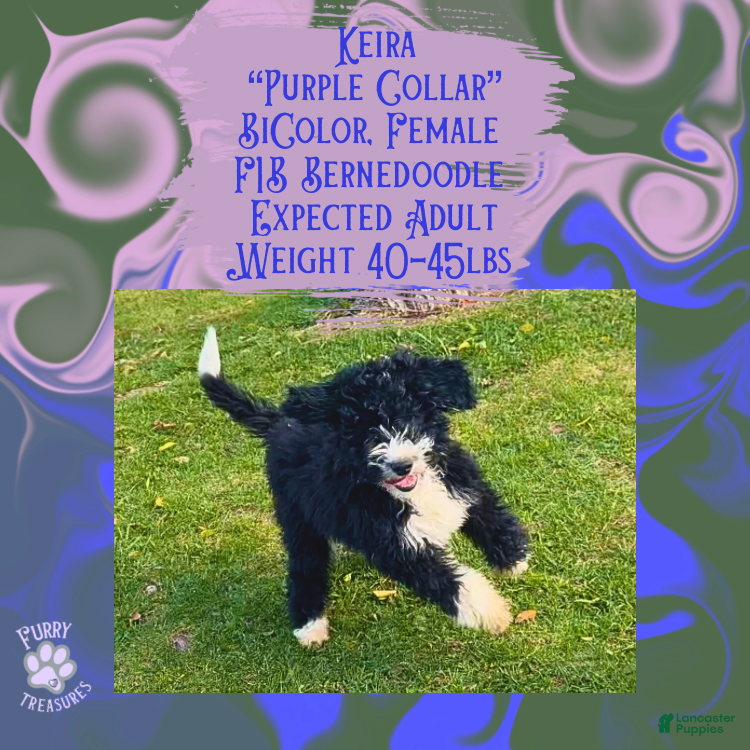 Mini Bernedoodle dogs Keira “Lavender Collar” Female - Ad 11