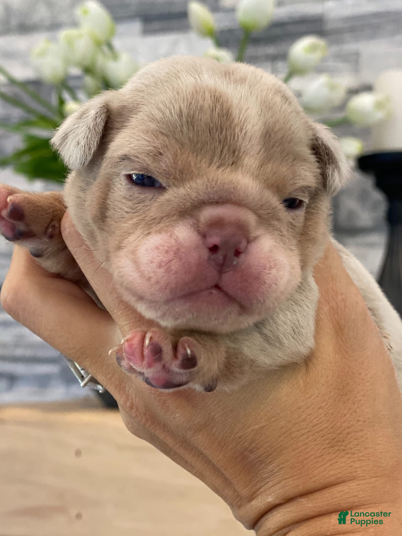 English Bulldog dogs ENGRID - Ad 17