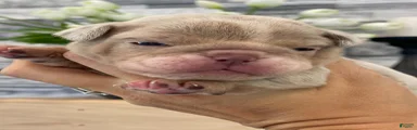 ENGRID
